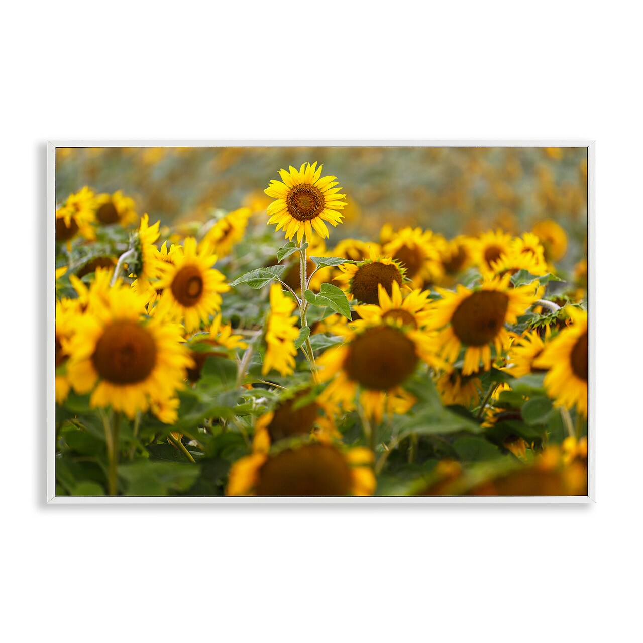 Stupell Industries Central Sunflower in Meadow Framed Giclee, design by Andy Crawford